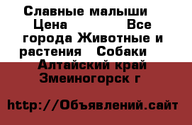 Славные малыши! › Цена ­ 10 000 - Все города Животные и растения » Собаки   . Алтайский край,Змеиногорск г.